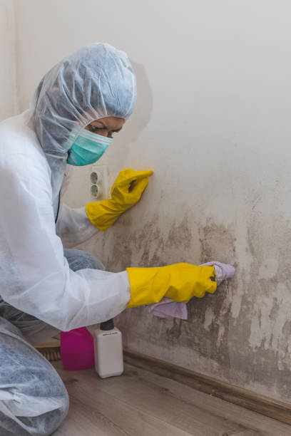 Best Mold-Related Health Consultation  in Mshall, AR